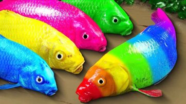 Talking Rainbow Fish Make Funny Splashy Sounds!