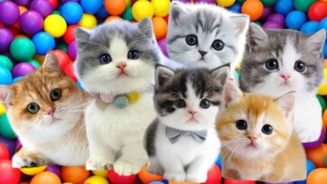 Cute Kittens Playing in a Colorful Ball Pit